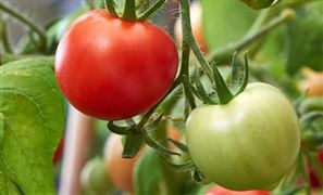 分子育种行业现状分析以及行业前景分析