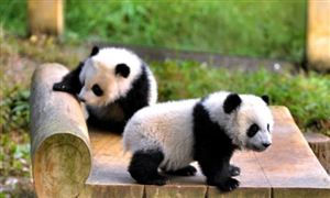 北京动物园一大熊猫翻墙越狱 动物园行业利润总额分析