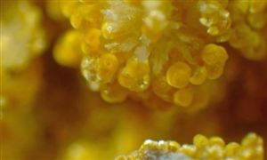 黄磷价格有望突破5000元/吨 黄磷行业发展现状及前景分析