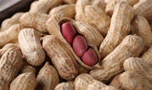 国内花生种植现状怎么样 花生消费趋势分析