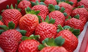 吃草莓会得出血热？西安莓农因出血热谣言收入锐减 草莓栽培行业分析​