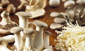 食用菌市场调研 2022食用菌行业现状及前景分析报告