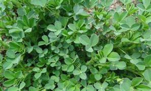 中国苜蓿草业发展前景分析 我国苜蓿产品的需求量仍将保持快速增长