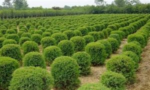 绿化苗木行业销售 2022绿化苗木市场分析报告