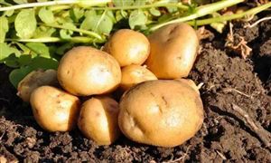 马铃薯价格行情分析 2022年马铃薯行业市场前景分析