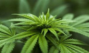 工业大麻行业分析 技术创新持续加强为工业大麻发展提供源动力