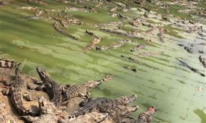 鳄鱼养殖行业发展现状及前景分析 2021-2026年鳄鱼食用需求规模预测?