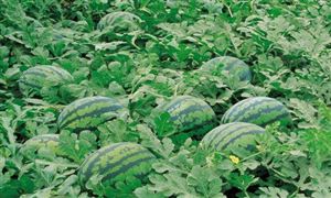 西瓜种植成本与利润分析 2022年西瓜种植行业报告分析