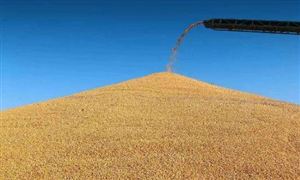 到2025年粮食播种面积稳定在17.5亿亩以上 农业种植产业发展分析