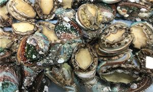 鲍鱼养殖的成本与利润分析 2022年鲍鱼养殖市场趋势分析