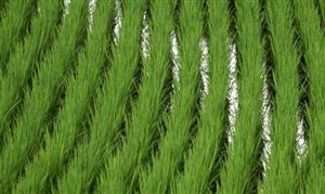 水稻种植行业市场价格 水稻种植行业产量分析