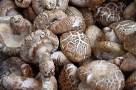 食用菌种植项目可行性报告 2022我国食用菌产量及市场前景分析