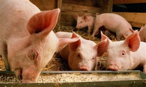 2022年猪饲料行业现状及发展前景分析