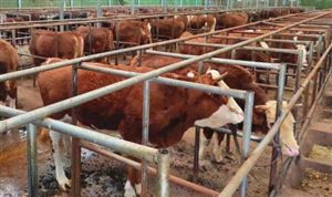 肉牛养殖行业市场价格 肉牛养殖行业市场竞争力分析