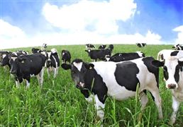 国内饲料价格上涨加大奶牛养殖成本 2022年我国奶牛饲料价格上涨情况