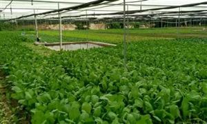 深圳再添33家菜篮子基地 2022蔬菜基地发展前景规划分析