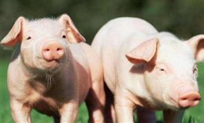 母猪发情养殖户强拽野猪配种 生猪养殖产业市场产能分析