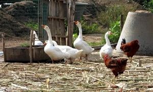 2022年家禽饲养行业发展前景及未来市场规划分析