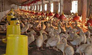 给鸭取暖引火灾上千只鸭变烤鸭 中国规模养鸭场行业现状分析