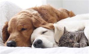 宠物玩具行业规模如何 宠物玩具市场研究报告2022