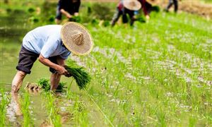 中央一号文件发布 智慧农业是国家发展战略的重要组成部分