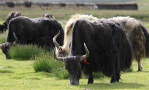 牦牛养殖行业发展趋势预测 科技支撑得到进一步强化