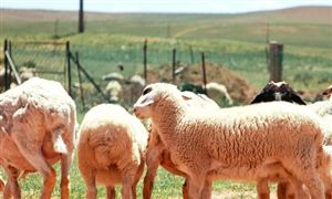 农业农村部促进畜牧业稳定发展 推动大型猪企组建产能调控联盟