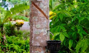 天然橡胶行业分析 天然橡胶行业发展前瞻