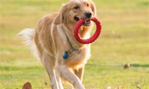 2022年宠物电器行业现状及发展前景分析