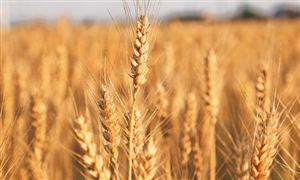 小麦期货一度上涨5.4% 国内小麦市场趋势分析