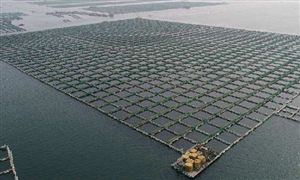 海洋牧场行业市场规模 中国海洋牧场建设现状分析