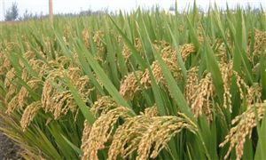 杂交稻谷行业发展趋势及市场现状分析