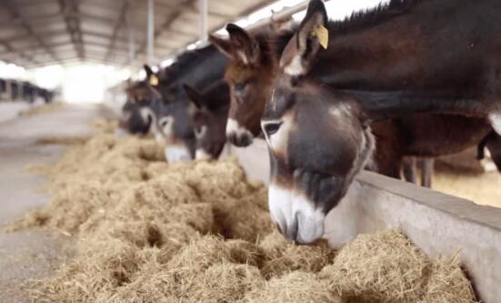 驴奶行业发展潜力