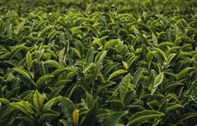 茶叶大国初春开采 茶叶市场如今发展趋势如何？