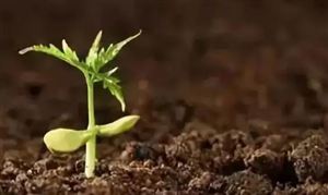 人造土壤使用情况 人造土壤行业市场需求分析