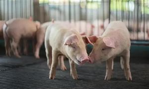 生猪养殖屠宰产业链现状 生猪养殖屠宰行业发展趋势分析