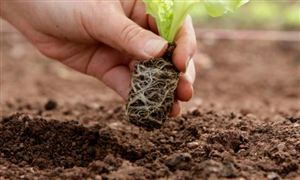 2022农业种植行业前景与市场利润分析