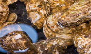 水产养殖行业的竞争格局及未来市场分析