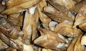 贝类养殖行业发展前景及投资价值分析