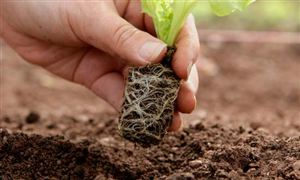 有机农业行业发展现状分析 有机农业行业前景分析