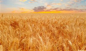 2022有机农业行业发展潜力及有机农业市场调研分析