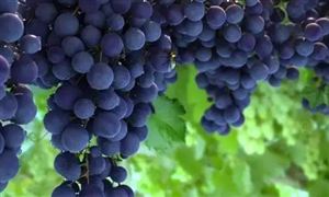 葡萄种植利润 2022葡萄行业发展前景分析
