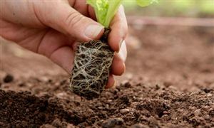 2022年中国农业种植市场前景及市场未来趋势分析