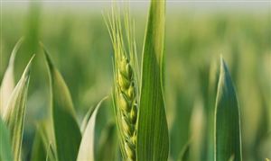 中国农业保险行业市场规模 农业保险市场需求分析