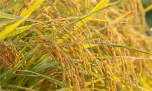 2022糯稻种植现状及糯稻价格影响因素分析