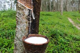 2022中国天然橡胶行业需求及投资前景分析