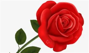 2022玫瑰花市场规模现状及发展趋势深度分析