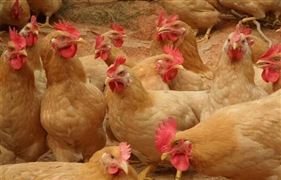 2022国内鸡养殖企业发展现状与面临的问题