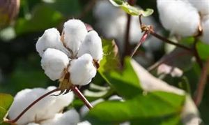 棉花市场走势回顾 棉花行业现状分析