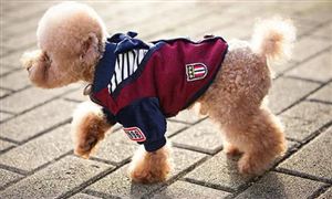 宠物衣服行业现状 宠物衣服行业前景展望